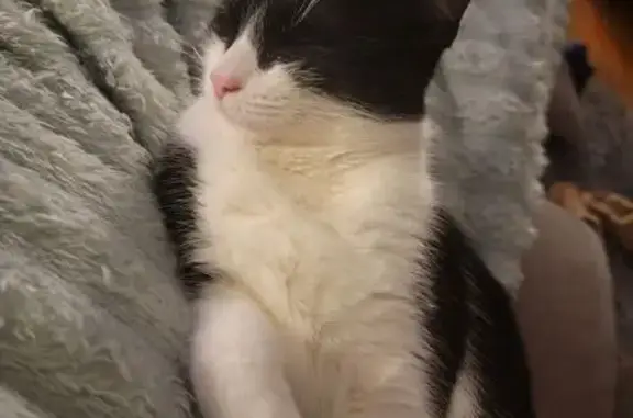 Lost Tuxedo Cat on Cliffdale Ave, Cranston