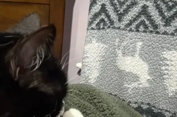 Lost Cat: Black & White in Cranston