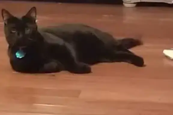 Lost Black Cat: Coal Missing in Atoka