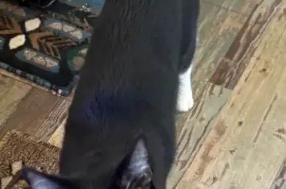 Lost Tuxedo Cat: East Northland Drive