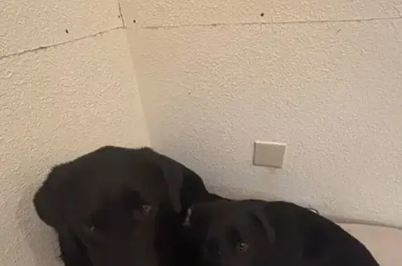 Found: Two Black Labs Near Mountain Grove