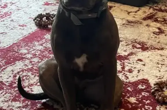 Lost Dog in Kinsman, OH: Sweet & Spotty