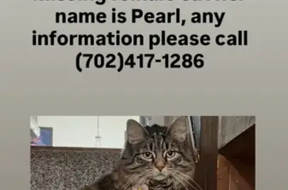 Lost Cat: Colbath St, Las Vegas