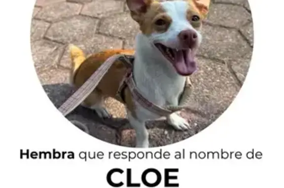 Perrita Chihuahua Perdida en Naucalpan