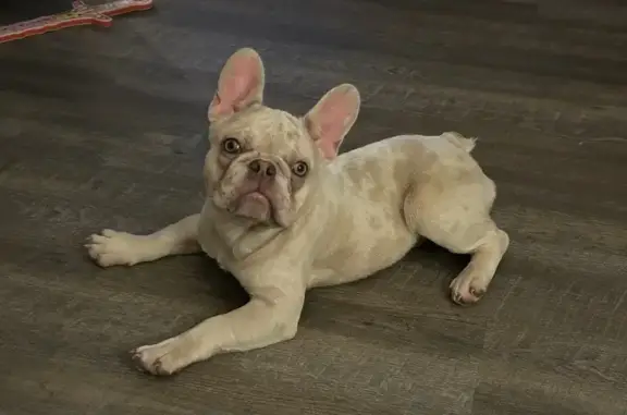 Lost and found pets , photo: Lost Puppy: Light Cream Merle Cena