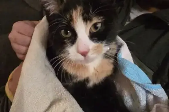 Found cat Gurnee, photo: Found: Friendly Black Calico in Gurnee