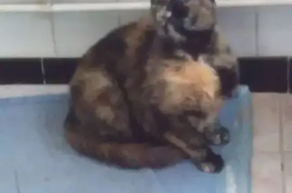 Chat perdu, Verrières-le-Buisson, photo: Chatte écaille perdue à Verrières-le-Buisson