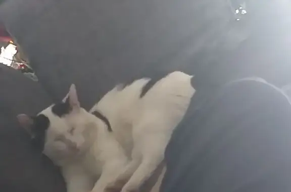 Lost Black & White Cat in Hume City