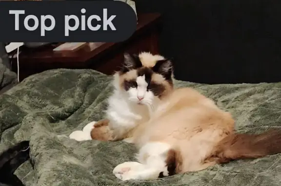Lost Ragdoll Cat in Bentleigh East