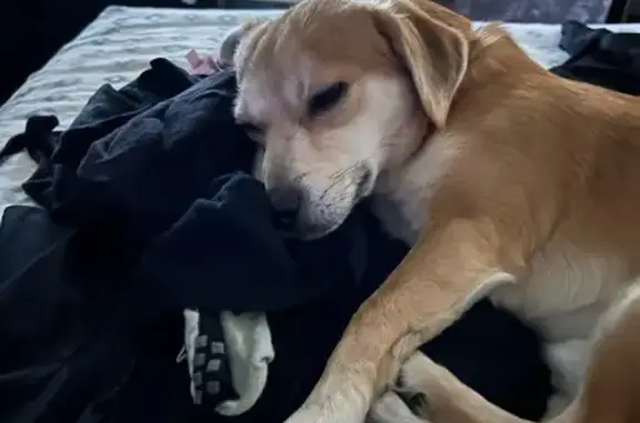 Missing dog , photo: Lost Tan Dog, 4, in Barbers Point, HI