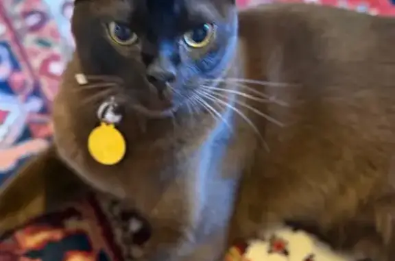 Missing cat Stonnington, photo: Lost Burmese Cat on Forster Ave, Stonnington