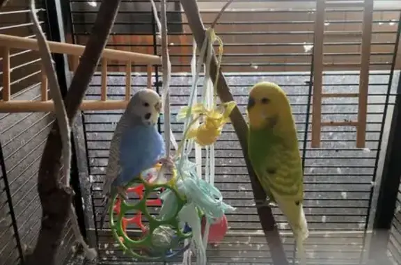 Lost Bird: Light Blue & White in Brisbane