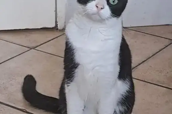 Lost Cat: Black & White, Green Eyes