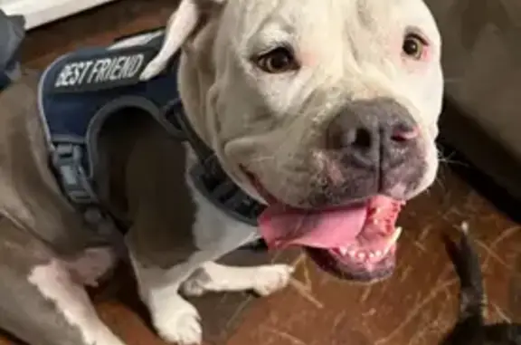 Missing Grey & White Dog in San Antonio - photo