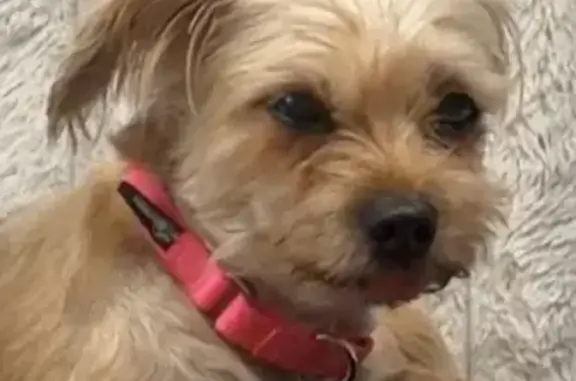 Lost Shorkie with Pink Collar in Aurora