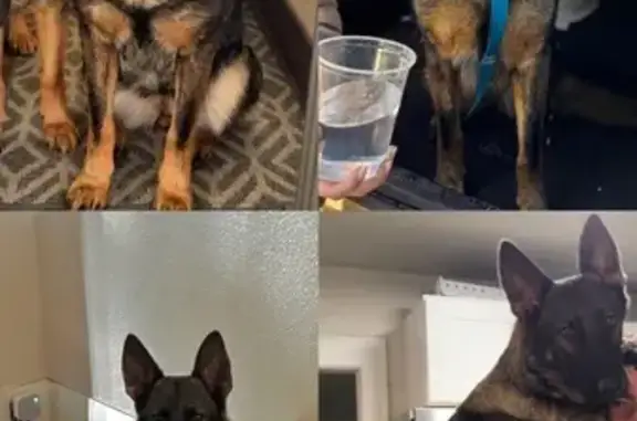 Missing dog Salem, photo: Lost Dog: Red Sable Coat, Salem Area