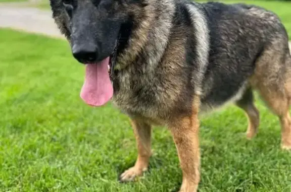 Lost King Shepherd Wolfie: Cash Reward