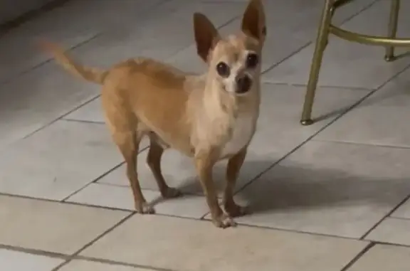 Missing dog San Antonio, photo: Lost: 13-Year-Old Brown Dog in San Antonio
