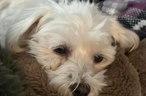 Missing dog Ohio City, photo: Lost Dog in Swanton, OH: Pink Collar