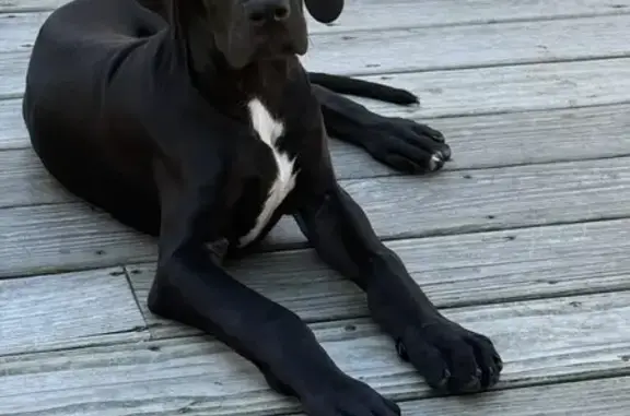 Lost 6-Month-Old Dog: Black with Flag Collar
