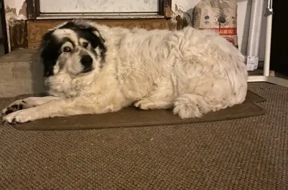 Lost Dog: Sweet Girl on 195th Ave NW - photo