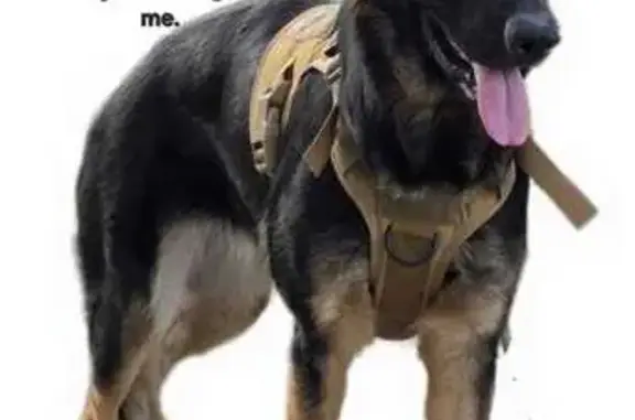 Lost German Shepherd Puppy on Vegas St