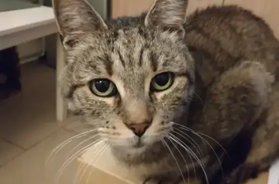 Chat trouvé Perpignan, photo: Chatte tigrée câline trouvée à Perpignan
