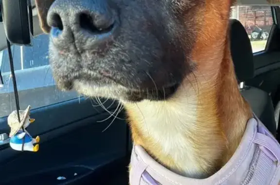 Found dog Searcy, photo: Found: Reddish Brown Boxer Mix in Searcy