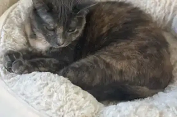 Missing cat Plantation Island, photo: Lost Dilute Tortie: Meadow Run Drive