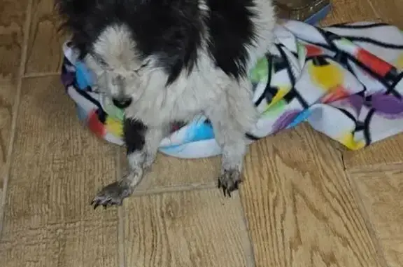 Blind & Deaf Dog Found on Chic...