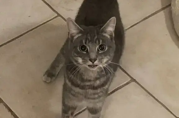 Found: Light Grey Tabby on Hin...
