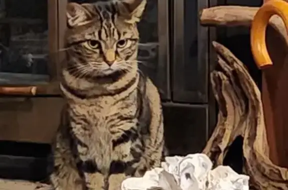 Lost Brown Tabby Cat in Gainesville