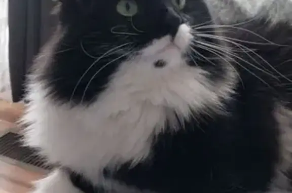 Found cat Park Forest, photo: Friendly Tuxedo Cat Found in Park Forest