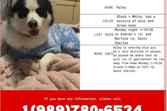 Missing dog , photo: Lost Dog Ryley: Blue PJs & Unique Eyes