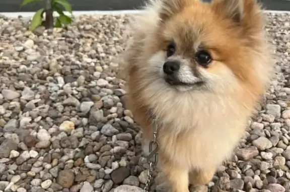 Perro Pomerania Perdido en Tlalnepantla