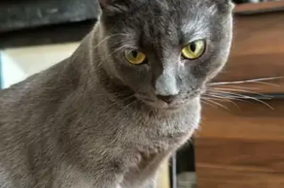 Chat perdu, Paris, photo: Chatte grise perdue, Rue de la Roquette