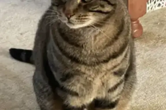 Lost Tabby Tiger: Green Eyes, Gawler