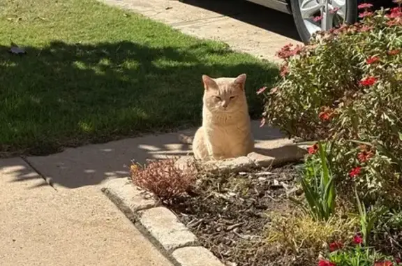Lost Cat: Light Orange, Green Eyes