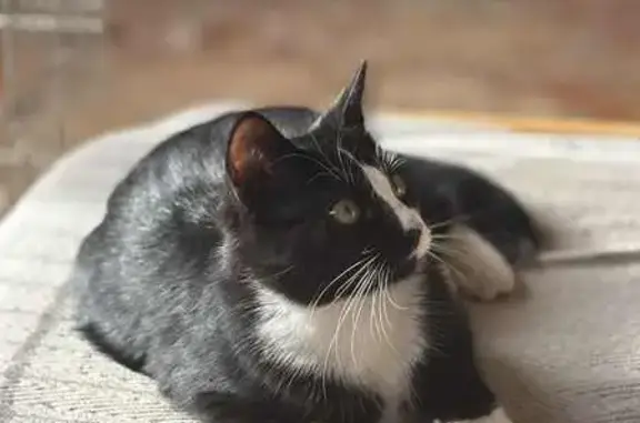 Animaux perdus , photo: Chatons perdus à Loubeyrat, très sociables