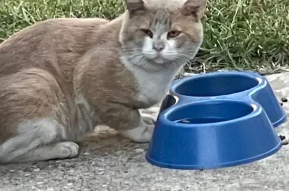 Lost Orange & White Cat in Cedar Hill