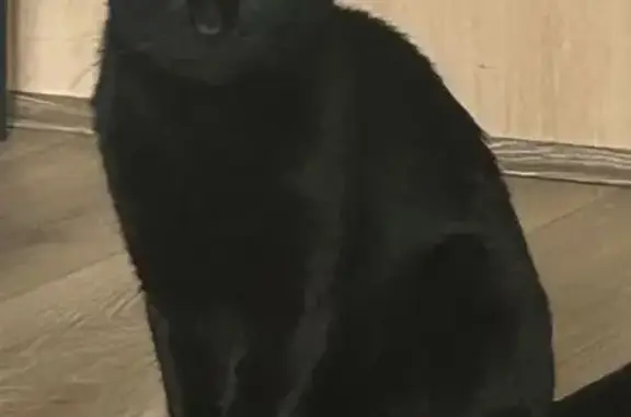 Lost pets Sydney, photo: Lost Cat: Help Find Him on Abercrombie!