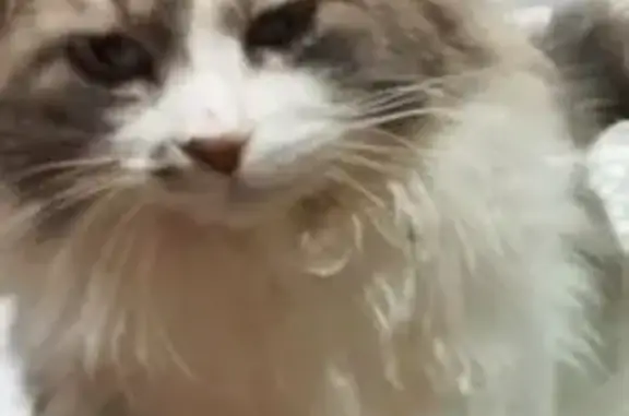 Chat perdu : Pinceau, gris-blanc, St-Paul - photo