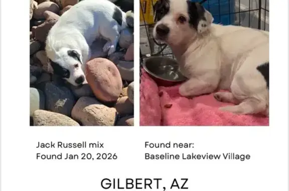 Found Dog on E Baseline Rd, Gi...