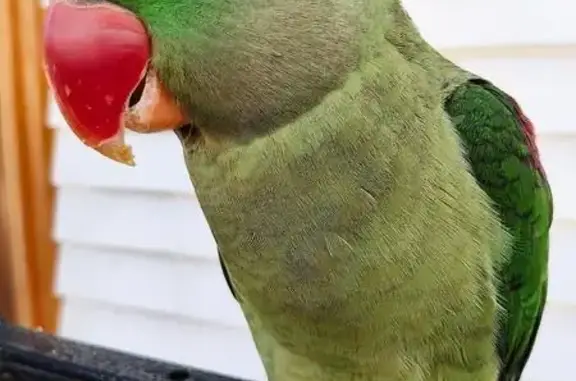Lost Tame Alexandrine Parrot in Kingston