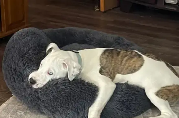 Lost Puppy: Pit/Great Dane Mix in Dahlonega