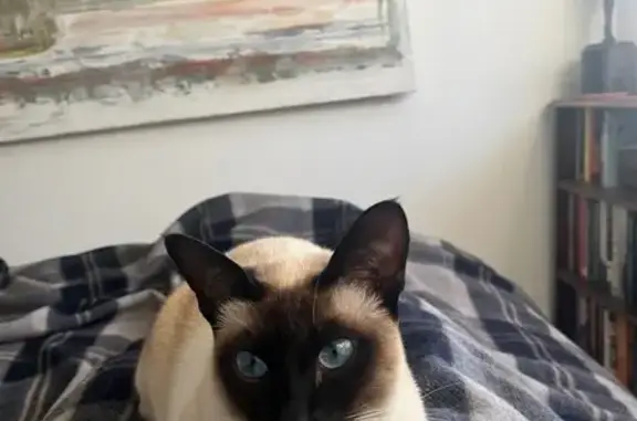 Help Find Ting: Lost Tonkinese Cat