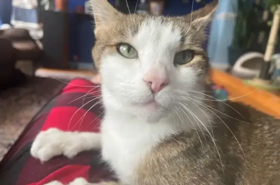 Help Find Louie: Lost Tabby in Sterling!