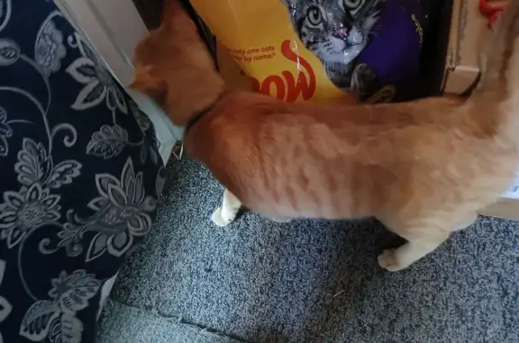 Found cat Granite City, photo: Found Orange Cat with Blue Collar - Granite City