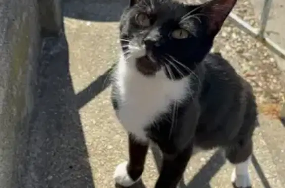 Lost Black/White Cat on S. 6th St, Lindenhurst