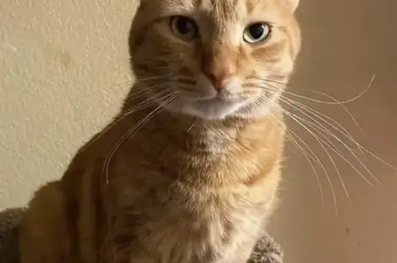 Lost Orange Tabby: Needs Meds, Call ASAP!